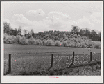 Apple orchards in blossom in the spring in the fertile Shenandoah. Virginia