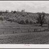 Apple orchards in blossom in the spring in the fertile Shenandoah. Virginia