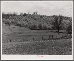 Apple orchards in blossom in the spring in the fertile Shenandoah. Virginia