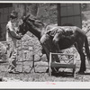 Shoeing a mule at community service center. Faulkner County, Centerville, Arkansas (see general caption)