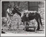 Shoeing a mule at community service center. Faulkner County, Centerville, Arkansas (see general caption)