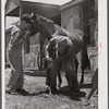 Shoeing a mule at community service center. Faulkner County, Centerville, Arkansas (see general caption)