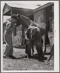 Shoeing a mule at community service center. Faulkner County, Centerville, Arkansas (see general caption)