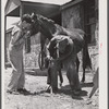 Shoeing a mule at community service center. Faulkner County, Centerville, Arkansas (see general caption)