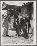 Shoeing a mule at community service center. Faulkner County, Centerville, Arkansas (see general caption)