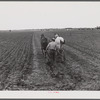 FSA (Farm Security Administration) client cultivating his cotton field. Plum Bayou Project, Arkansas