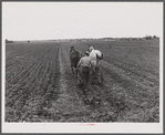 FSA (Farm Security Administration) client cultivating his cotton field. Plum Bayou Project, Arkansas