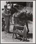 Shoeing a mule at blacksmith shop. Community service center, Faulkner County, Centerville, Arkansas (see general caption)