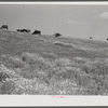 Cattle and livestock grazing along Mississippi River levee near Lake Providence, Louisiana