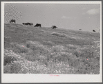 Cattle and livestock grazing along Mississippi River levee near Lake Providence, Louisiana