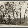 View of looped trees (old farm fence). South side Montauk Highway. Patchogue, Brookhaven