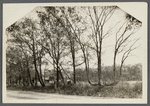 View of looped trees (old farm fence). South side Montauk Highway. Patchogue, Brookhaven