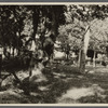 View of shady area and fence. South side road to The Springs. East Hampton, East Hampton