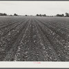 Rows of cotton that is just coming up around tenant houses. Mississippi Delta