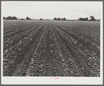 Rows of cotton that is just coming up around tenant houses. Mississippi Delta