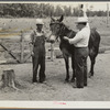 Dr. J.D. Jones administers anti-anthrax serum intravenously to one of the farmer H.W. Jones mules. F.S.A. borrower getting benefit of veterinary cooperative in West Carroll Parish, La