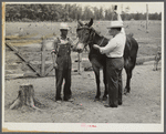 Dr. J.D. Jones administers anti-anthrax serum intravenously to one of the farmer H.W. Jones mules. F.S.A. borrower getting benefit of veterinary cooperative in West Carroll Parish, La