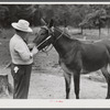 Dr. J.D. Jones administers worm treatment with capsule to mule belonging to H.W. Jones, FSA (Farm Security Administration) borrower getting benefit of veterinary cooperative in West Carroll Parish, Louisiana