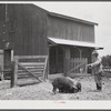 Clifton Davenport feeding some of his hogs by new barn. La Delta Project, Thomastown, Louisiana