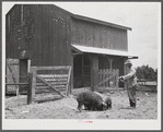 Clifton Davenport feeding some of his hogs by new barn. La Delta Project, Thomastown, Louisiana