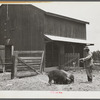 Clifton Davenport feeding some of his hogs by new barn. La Delta Project, Thomastown, Louisiana