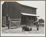 Clifton Davenport feeding some of his hogs by new barn. La Delta Project, Thomastown, Louisiana