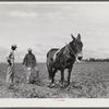 Farm Supervisor Eugene T. Marten discussing the cotton crop with George Campbell who is putting nitrate of soda on it at La Delta Project, Thomastown La