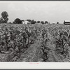 Corn field with project family's home, Chicken house and barn in background. Transylvania Project, Louisiana