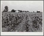 Corn field with project family's home, Chicken house and barn in background. Transylvania Project, Louisiana