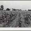 Cornfield with project family's home, chicken house and barn in background. Transylvania Project, Louisiana