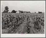 Cornfield with project family's home, chicken house and barn in background. Transylvania Project, Louisiana