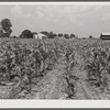 Cornfield with project family's home, chicken house and barn in background. Transylvania Project, Louisiana