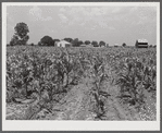 Cornfield with project family's home, chicken house and barn in background. Transylvania Project, Louisiana