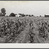 Cornfield with project family's home, chicken house and barn in background. Transylvania Project, Louisiana