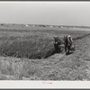 J.G. Stanley, one of project family, cutting his alfalfa with mowing machine. Transylvania Project, Louisiana