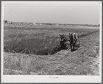 J.G. Stanley, one of project family, cutting his alfalfa with mowing machine. Transylvania Project, Louisiana