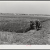 J.G. Stanley, one of project family, cutting his alfalfa with mowing machine. Transylvania Project, Louisiana