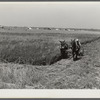 J.G. Stanley, one of project family, cutting his alfalfa with mowing machine. Transylvania Project, Louisiana