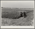 J.G. Stanley, one of project family, cutting his alfalfa with mowing machine. Transylvania Project, Louisiana