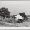William J. Sullivan's son cultivating cotton alongside his home by the levee. Transylvania Project, Louisiana