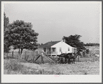 William J. Sullivan's son cultivating cotton alongside his home by the levee. Transylvania Project, Louisiana