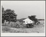 William J. Sullivan's son cultivating cotton alongside his home by the levee. Transylvania Project, Louisiana