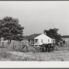 William J. Sullivan's son cultivating cotton alongside his home by the levee. Transylvania Project, Louisiana