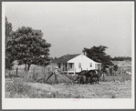 William J. Sullivan's son cultivating cotton alongside his home by the levee. Transylvania Project, Louisiana