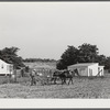 William J. Sullivan's son cultivating cotton alongside his home by the levee. Transylvania Project, Louisiana