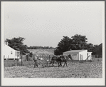 William J. Sullivan's son cultivating cotton alongside his home by the levee. Transylvania Project, Louisiana
