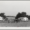 William J. Sullivan's son cultivating cotton alongside his home by the levee. Transylvania Project, Louisiana