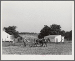 William J. Sullivan's son cultivating cotton alongside his home by the levee. Transylvania Project, Louisiana