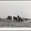 William J. Sullivan's son cultivating cotton alongside his home by the levee. Transylvania Project, Louisiana