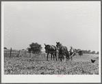 William J. Sullivan's son cultivating cotton alongside his home by the levee. Transylvania Project, Louisiana